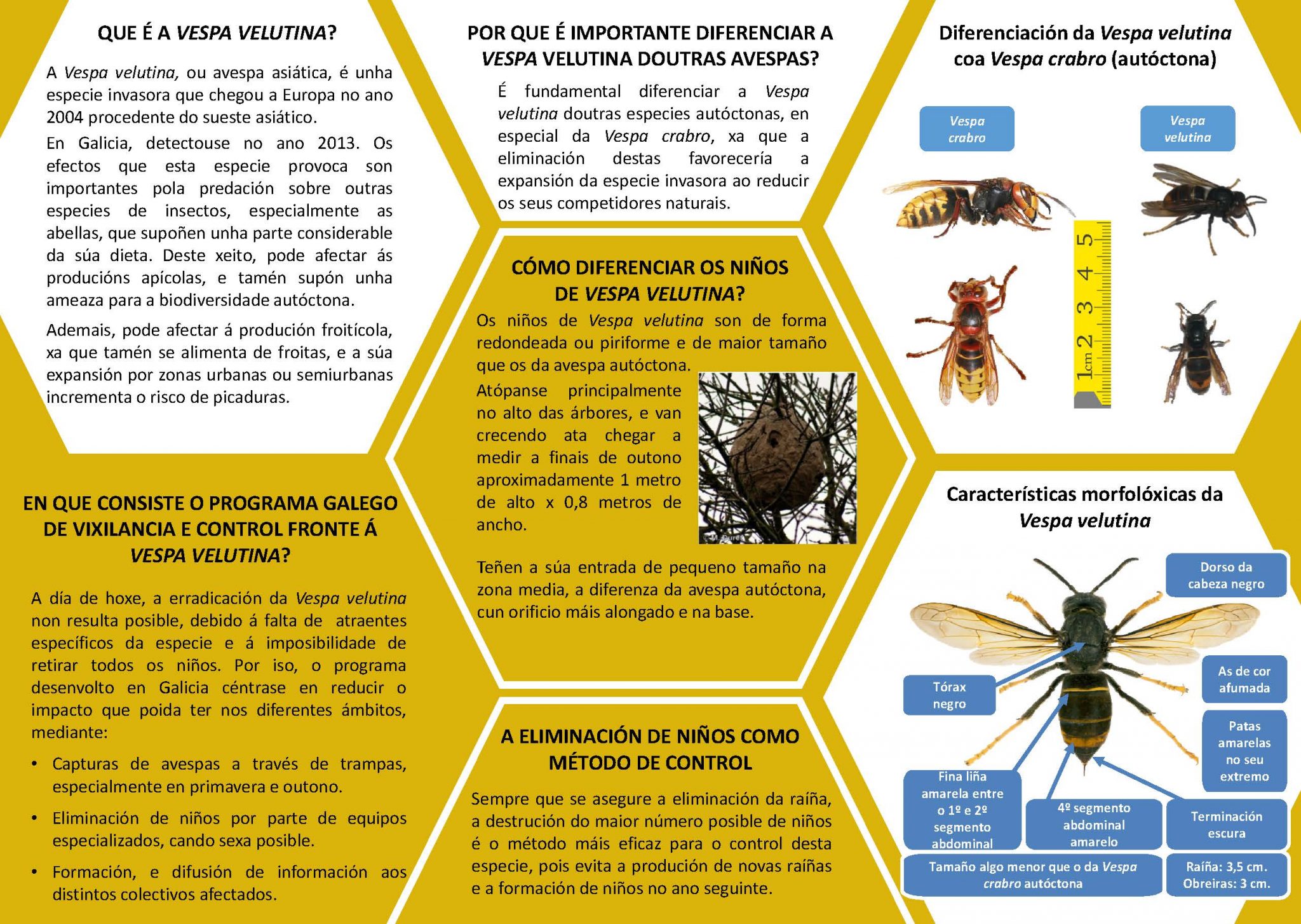 Aviso De Vespa Velutina Concello De Mugardos